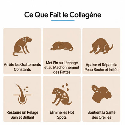 Collagène Liquide Premium Avellis™